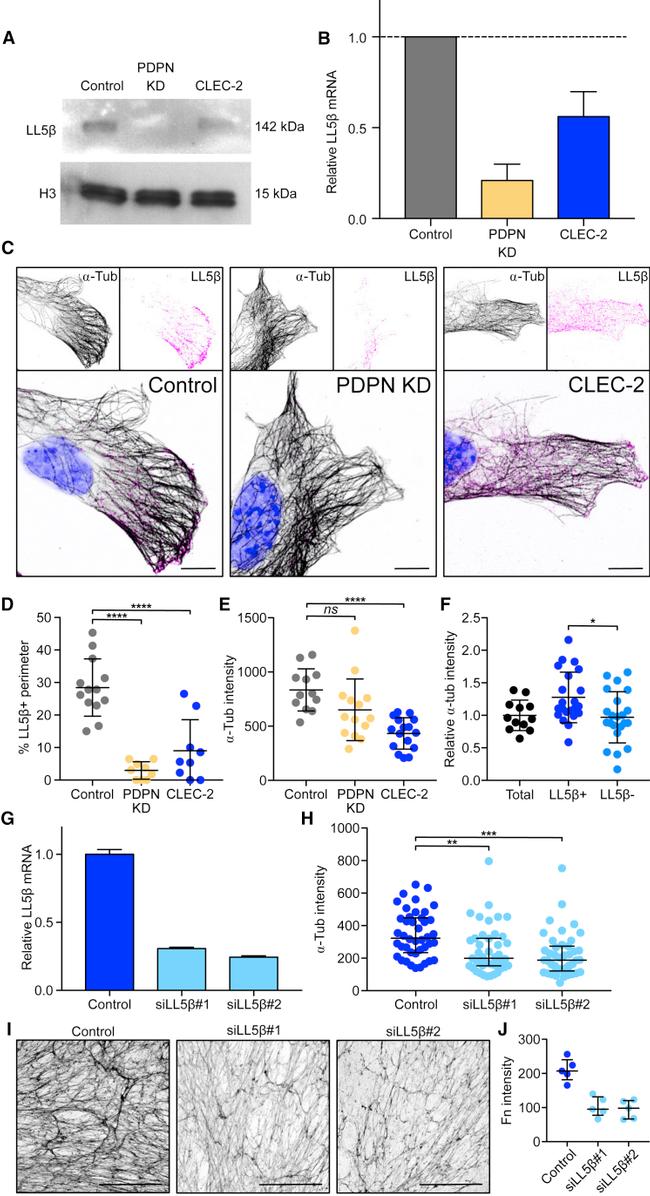 alpha Tubulin Antibody in Immunohistochemistry (IHC)