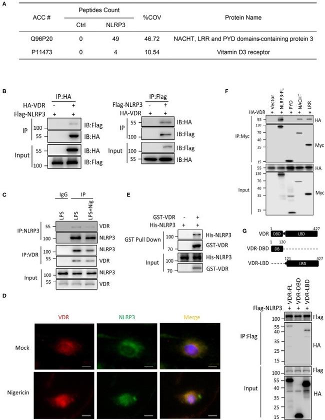 c-Myc Antibody in Western Blot, Immunoprecipitation (WB, IP)