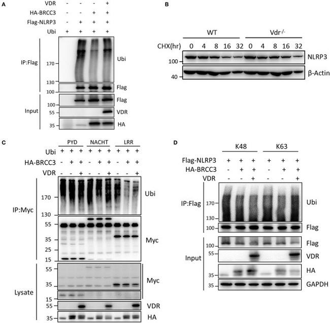 c-Myc Antibody in Western Blot, Immunoprecipitation (WB, IP)