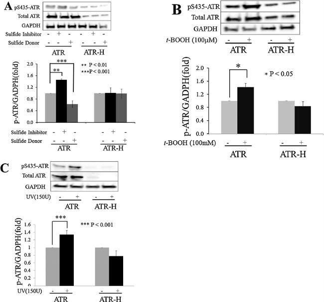 ATR Antibody in Western Blot (WB)