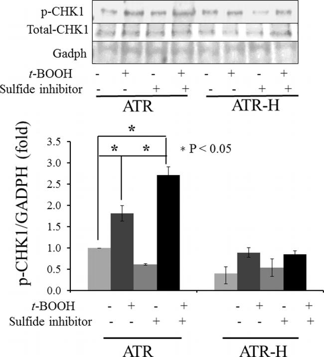 Phospho-CHK1 (Ser345) Antibody in Western Blot (WB)