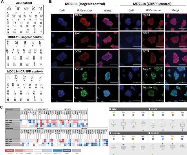 SOX2 Antibody in Immunocytochemistry (ICC/IF)