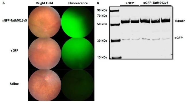 GFP Antibody in Western Blot (WB)