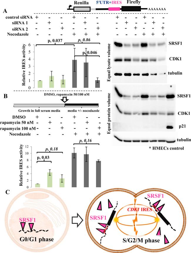 SRSF1 Antibody in Western Blot (WB)