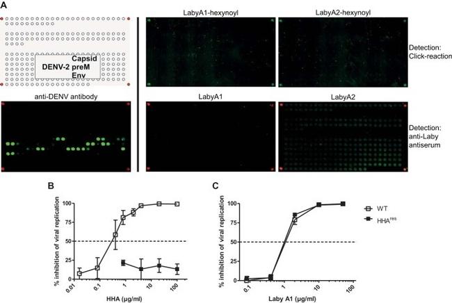 Dengue Virus Type 2 NS1 Antibody in ELISA (ELISA)