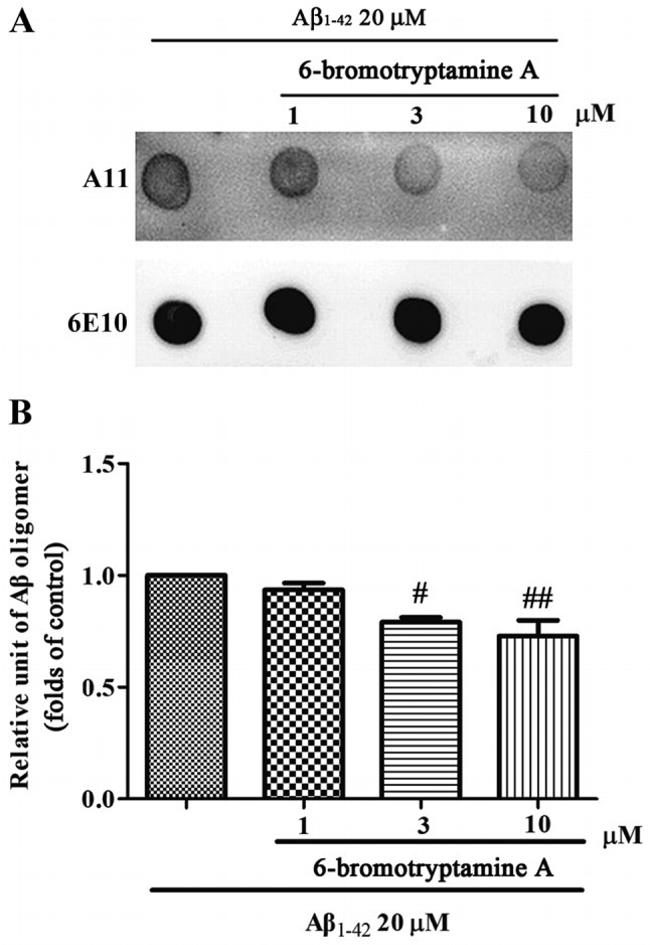 Oligomer A11 Antibody in Western Blot (WB)