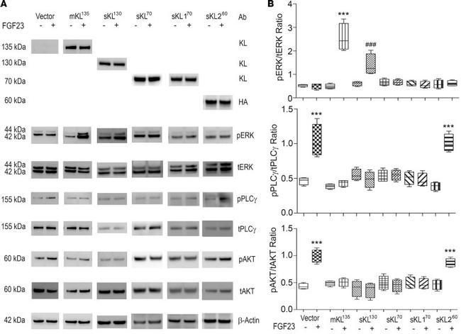 HA Tag Antibody in Western Blot (WB)