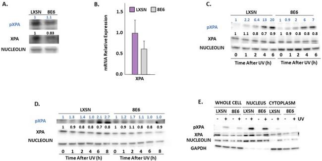 Phospho-XPA (Ser196) Antibody in Western Blot (WB)