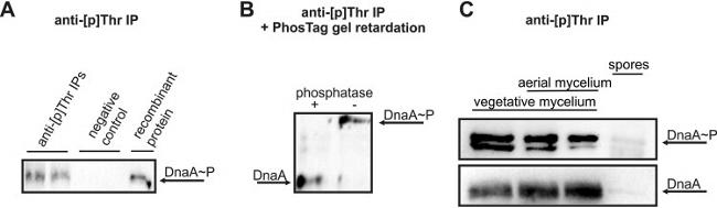 Phosphoserine/threonine/tyrosine Antibody in Western Blot, Immunoprecipitation (WB, IP)