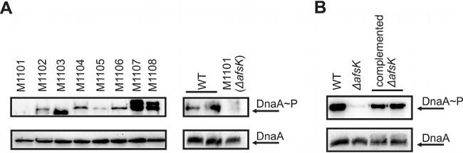 Phosphoserine/threonine/tyrosine Antibody in Western Blot, Immunoprecipitation (WB, IP)