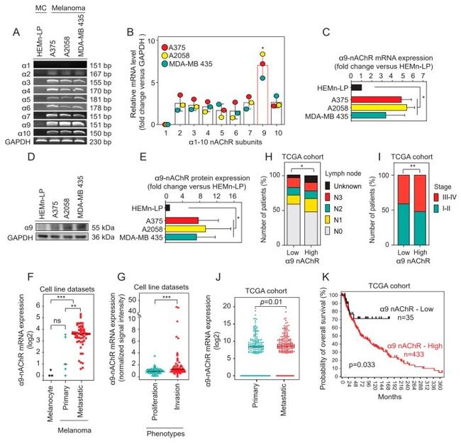 CHRNA9 Antibody in Western Blot (WB)