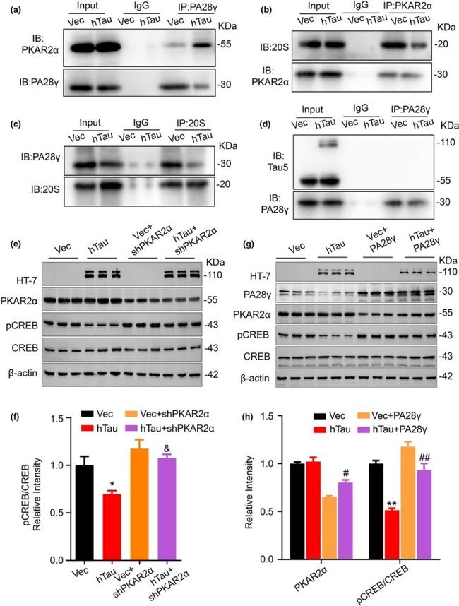 PRKAR2A Antibody in Western Blot (WB)