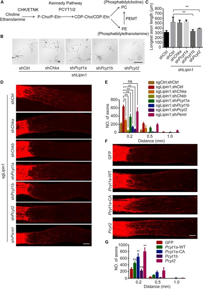 FITC Antibody in Immunohistochemistry (IHC)