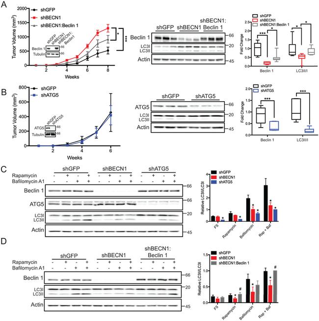 Actin Antibody in Western Blot (WB)