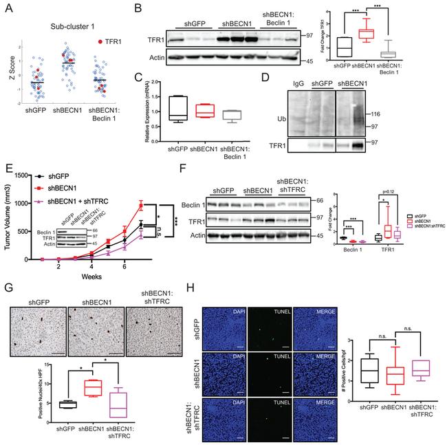 Actin Antibody in Western Blot (WB)