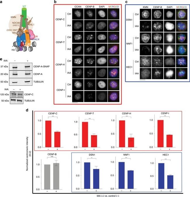 HEC1 Antibody in Immunohistochemistry (IHC)