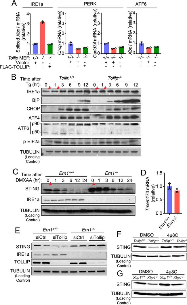 Phospho-IRE1 alpha (Ser724) Antibody in Western Blot (WB)