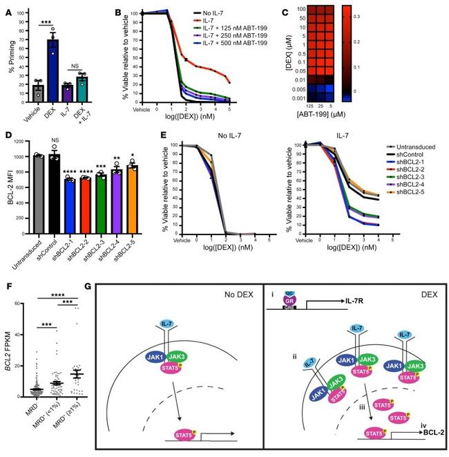 Bcl-2 Antibody in Flow Cytometry (Flow)