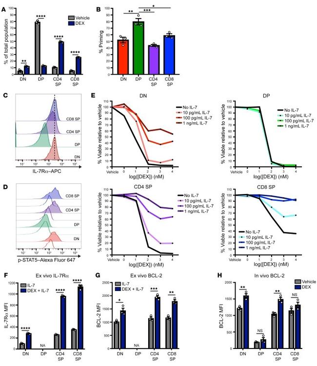 Bcl-2 Antibody in Flow Cytometry (Flow)