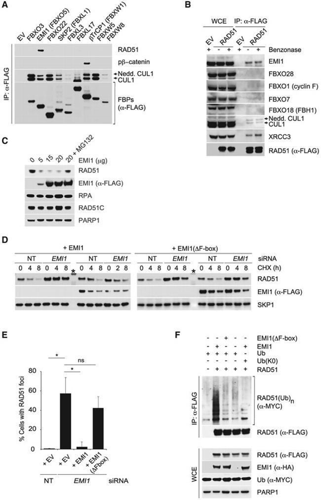 Cullin 1 Antibody in Western Blot (WB)