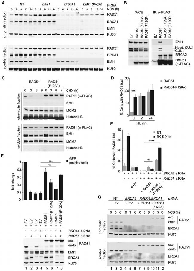 Cullin 1 Antibody in Western Blot (WB)