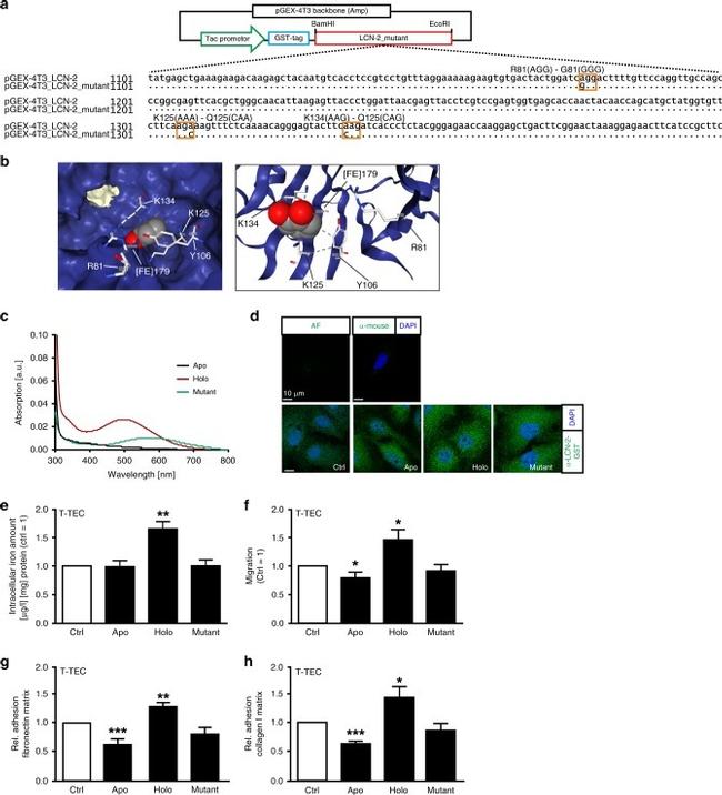 GST Tag Antibody in Immunocytochemistry (ICC/IF)