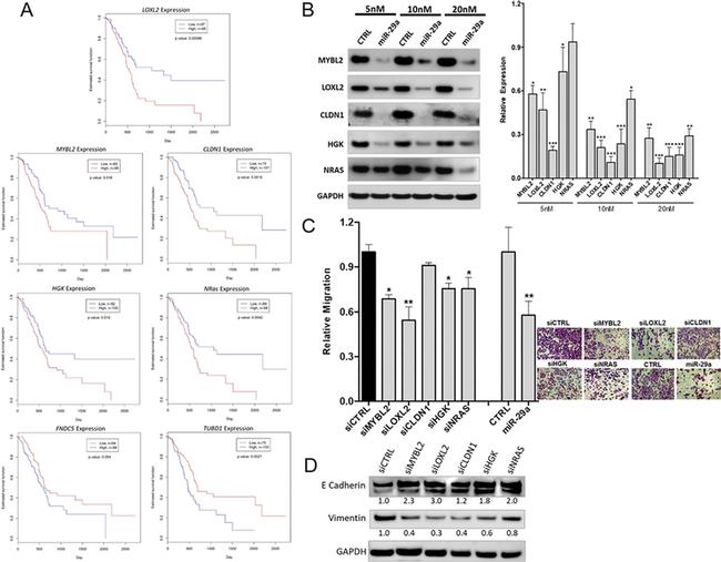 GAPDH Loading Control Antibody in Western Blot (WB)