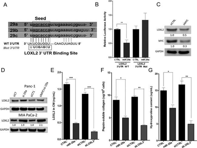 GAPDH Loading Control Antibody in Western Blot (WB)