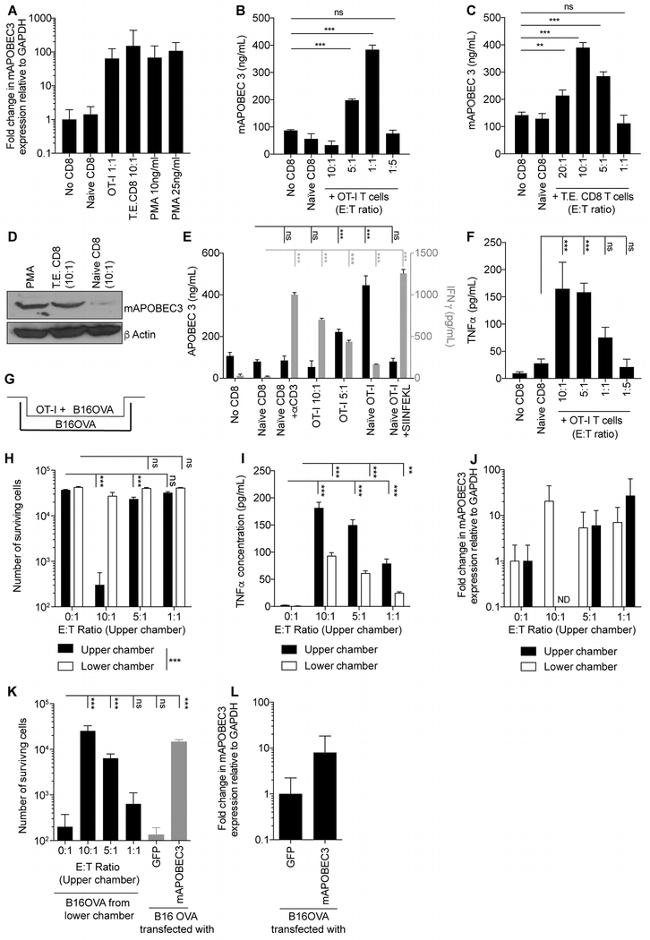 APOBEC3B Antibody in Western Blot, ELISA (WB, ELISA)