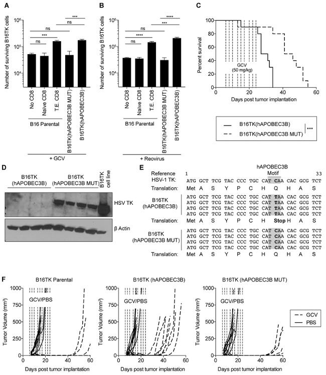 APOBEC3B Antibody in Western Blot (WB)