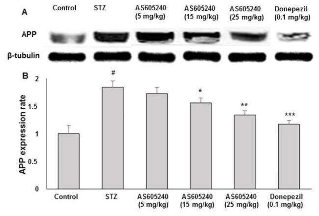 beta Tubulin Antibody in Western Blot (WB)