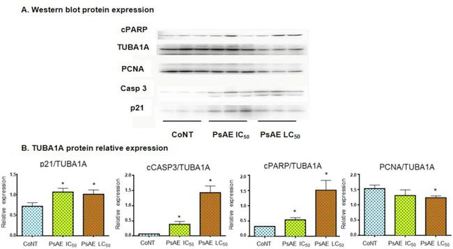 PARP1 (cleaved Asp214, Asp215) Antibody in Western Blot (WB)