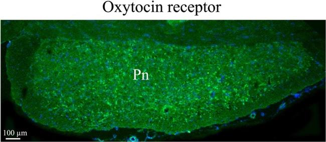 Oxytocin Antibody in Immunohistochemistry (IHC)