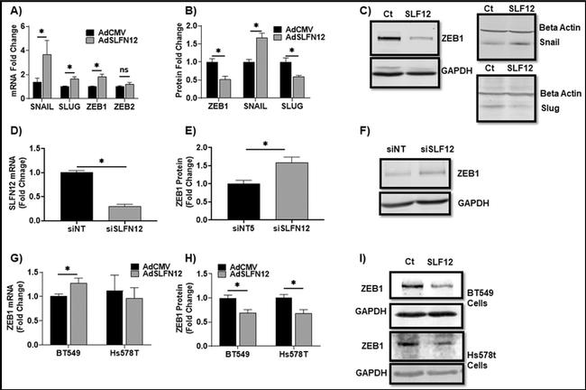 ZEB1 Antibody in Western Blot (WB)