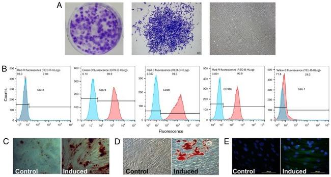 STRO-1 Antibody in Flow Cytometry (Flow)