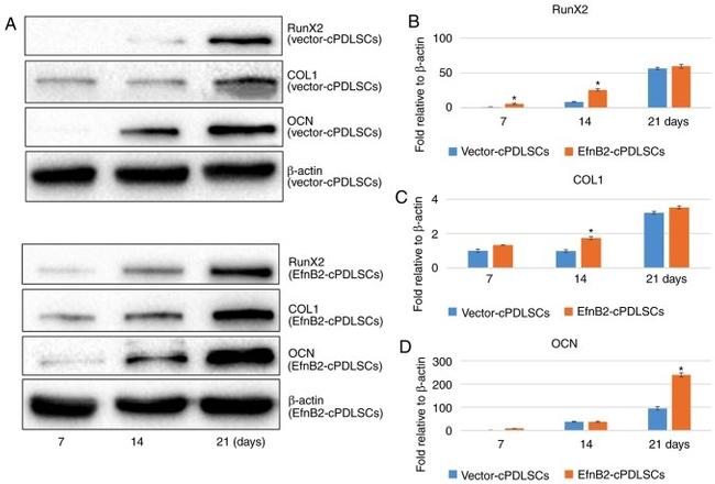 Osteocalcin Antibody in Western Blot (WB)