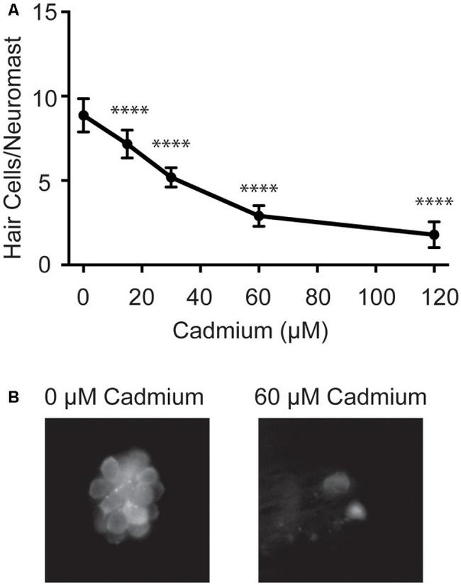 Parvalbumin Antibody in Immunohistochemistry (IHC)