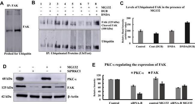 FAK Antibody in Western Blot, Immunoprecipitation (WB, IP)