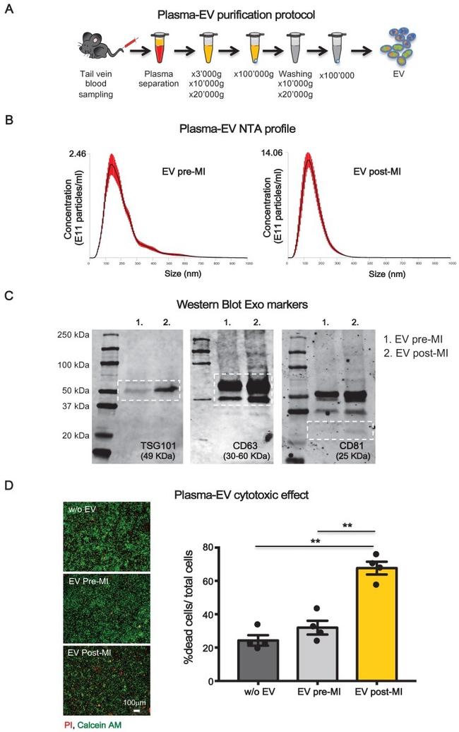 CD81 Antibody in Western Blot (WB)