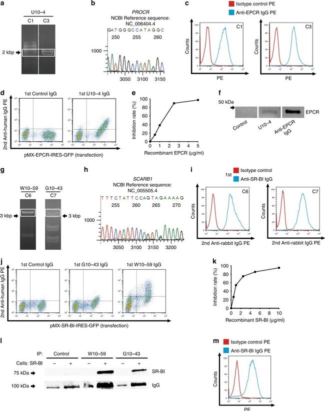 EPCR Antibody in Flow Cytometry (Flow)