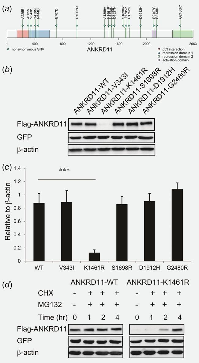 DYKDDDDK Tag Antibody in Western Blot (WB)