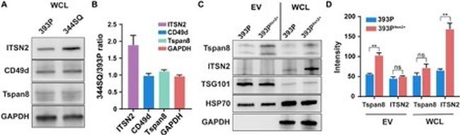 ITGA4 Antibody in Western Blot (WB)