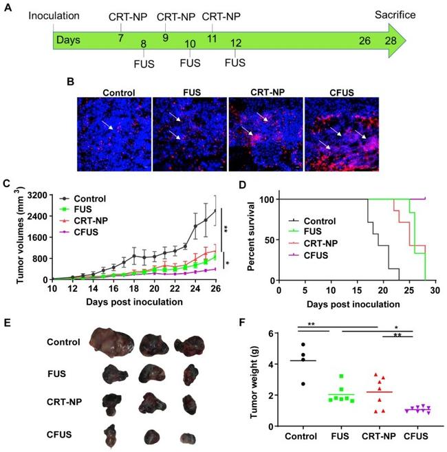 Calreticulin Antibody in Immunohistochemistry (IHC)