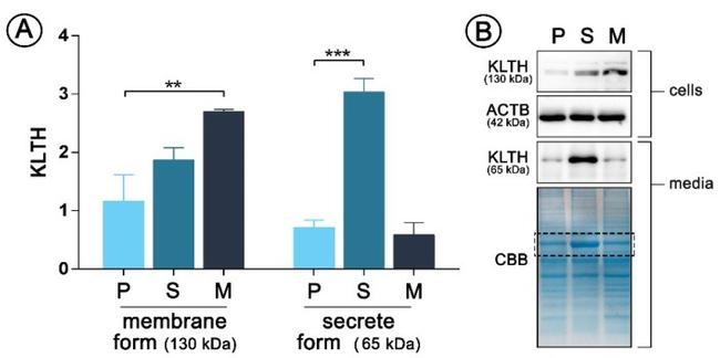 beta Actin Antibody in Western Blot (WB)