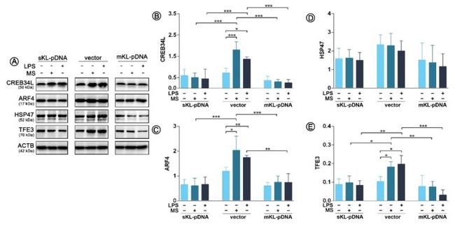 beta Actin Antibody in Western Blot (WB)