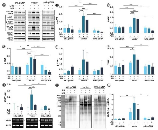 beta Actin Antibody in Western Blot (WB)