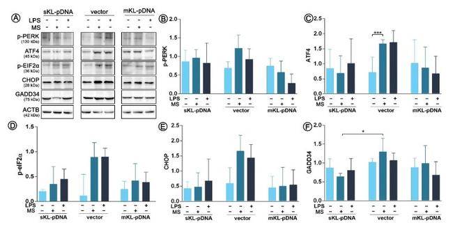 beta Actin Antibody in Western Blot (WB)