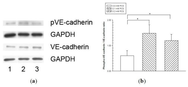 Phospho-VE-cadherin (Tyr658) Antibody in Western Blot (WB)