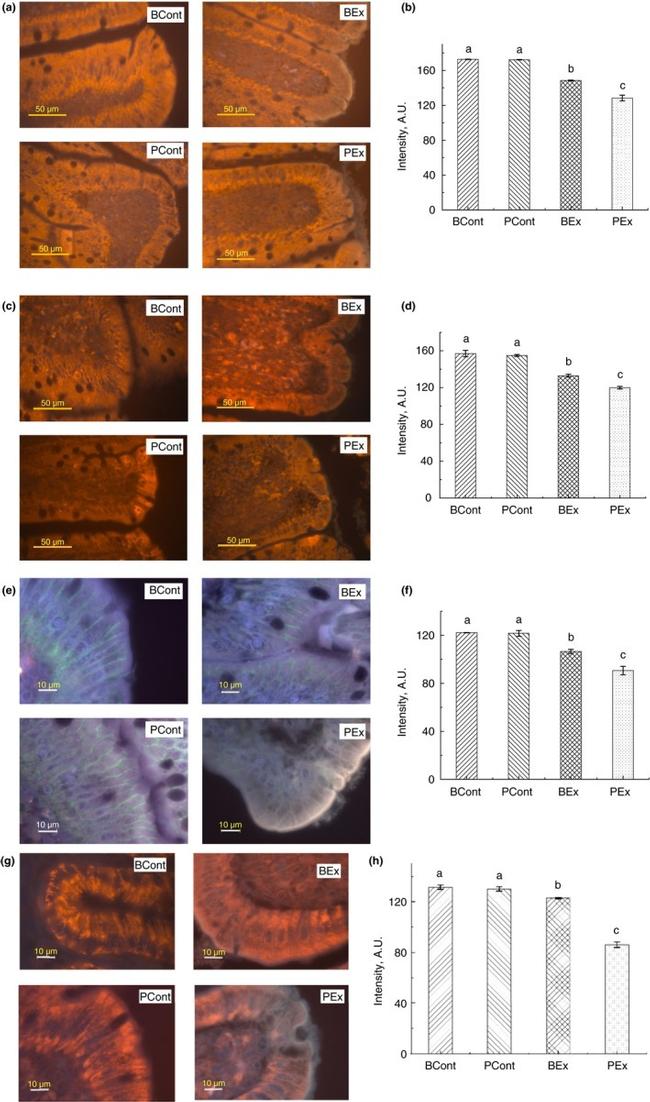 Occludin Antibody in Immunohistochemistry (IHC)