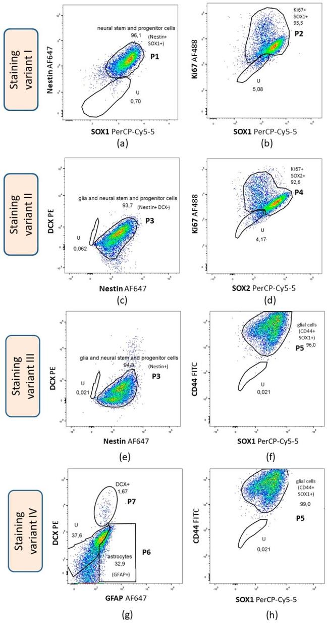 GFAP Antibody in Flow Cytometry (Flow)